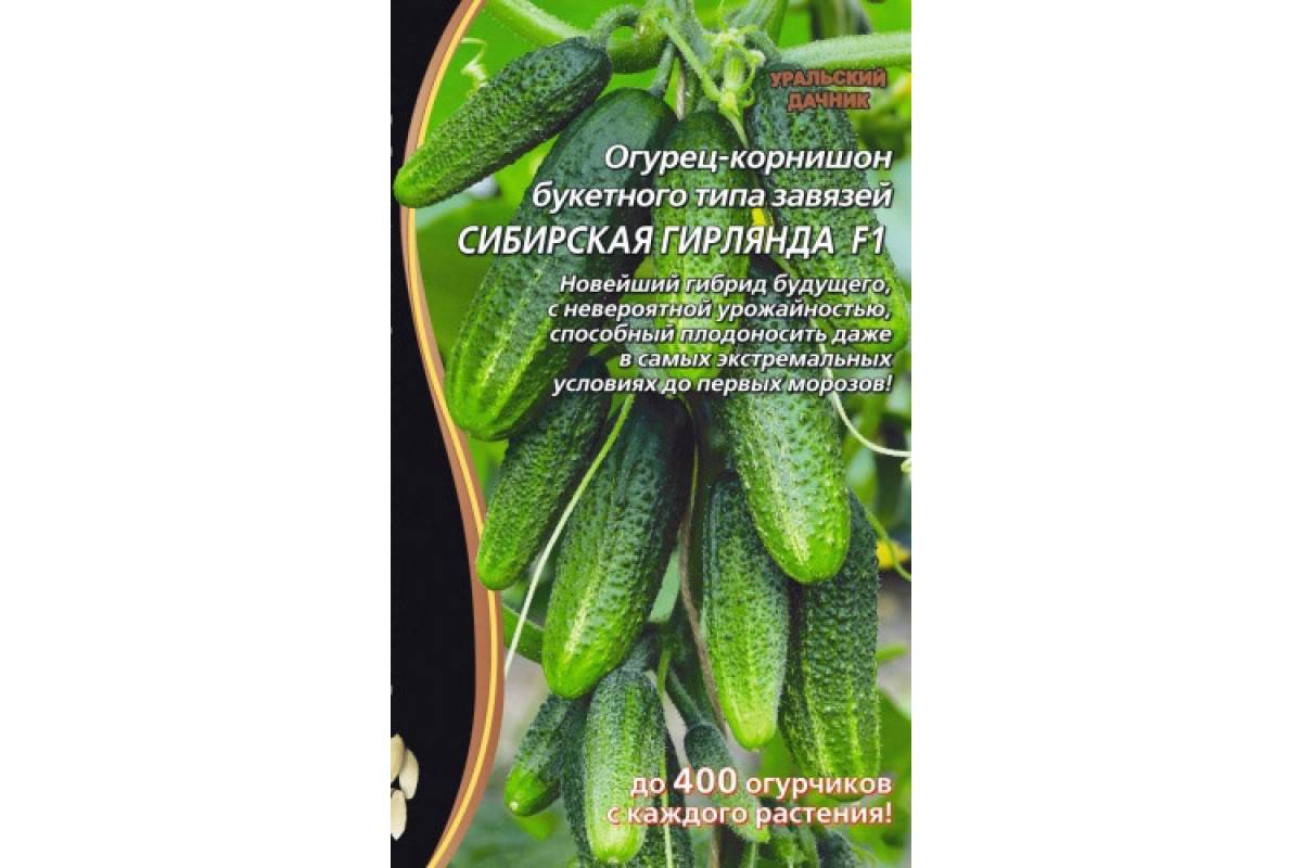 Сорт огурцов сибирская гирлянда, описание, характеристика и отзывы, а также особенности выращивания