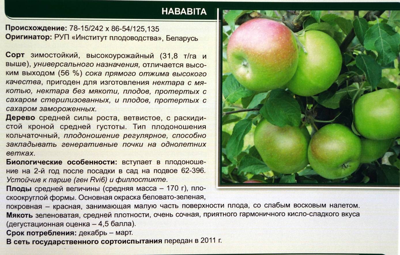 Сорт яблони зорка фото и описание сорта фото