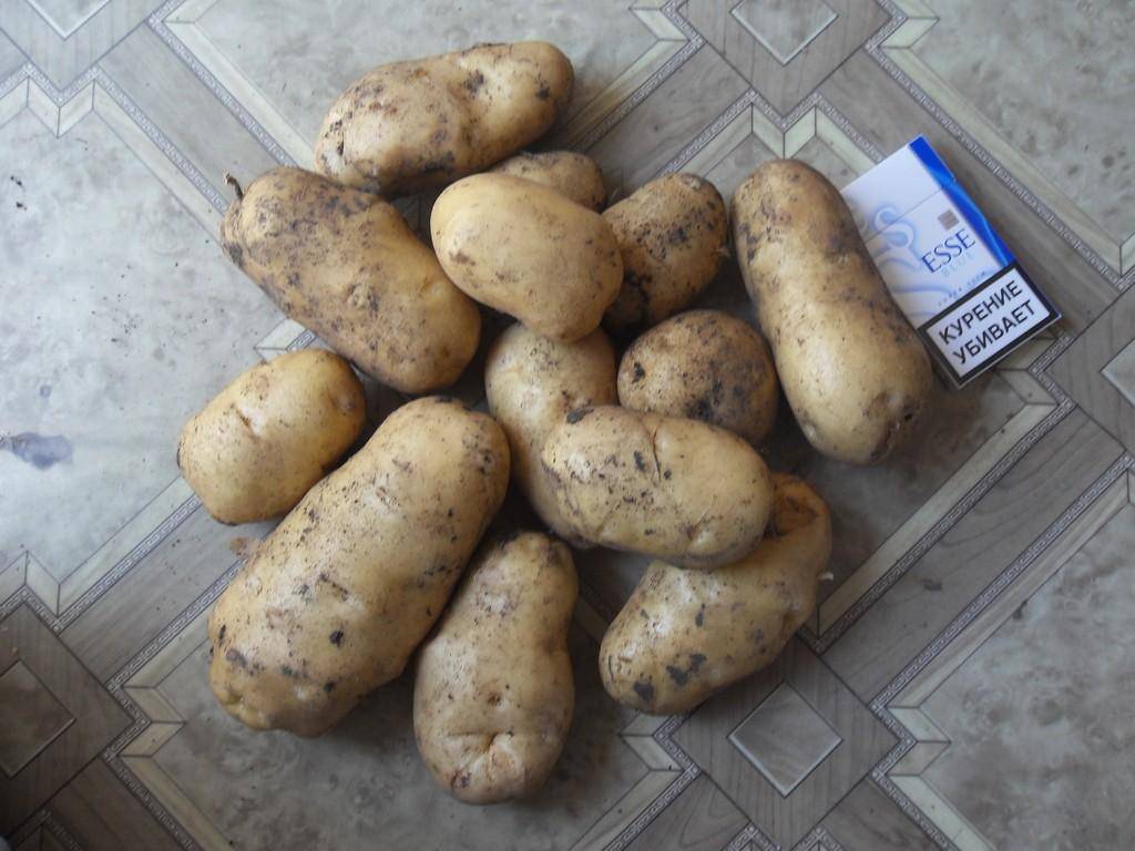 Выращивание картофеля сорта импала