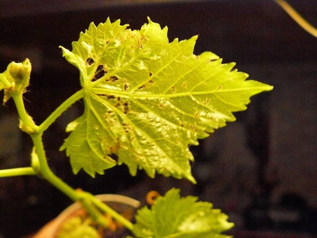 Желтеют листья у винограда: почему и что делать
