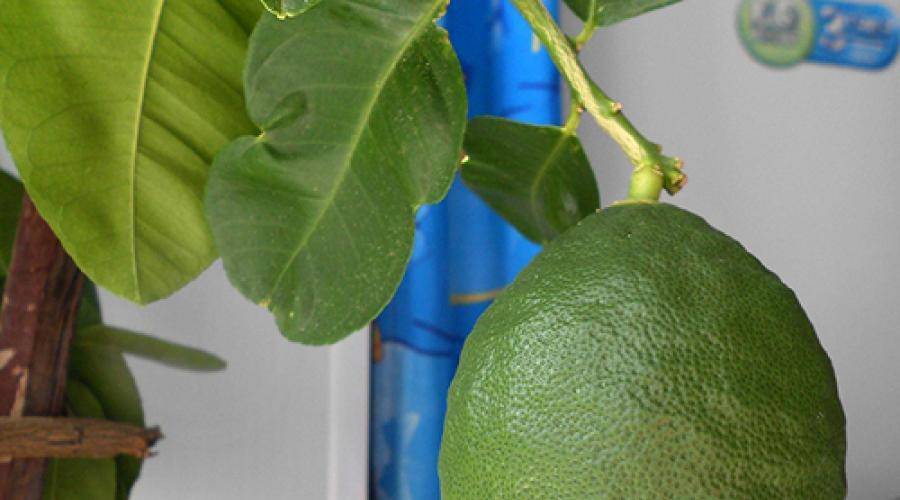 Лимон лунарио: описание сорта, уход за комнатным растением в домашних условиях