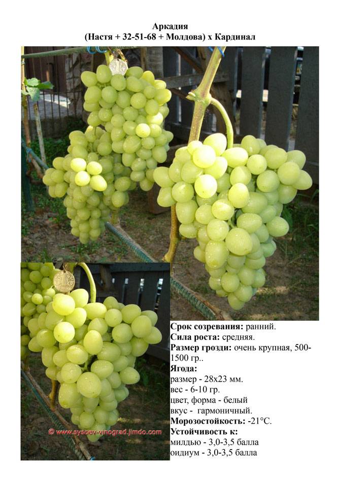 Виноград «саперави»: описание сорта, фото и отзывы. основные его плюсы и минусы, характеристики и особенности выращивания в регионах