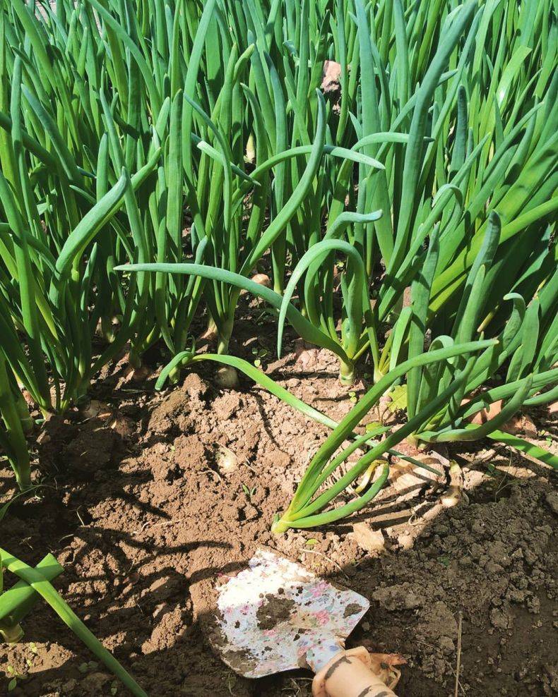Посев лука-батуна на рассаду и в открытый грунт: первый конкурент репчатого!