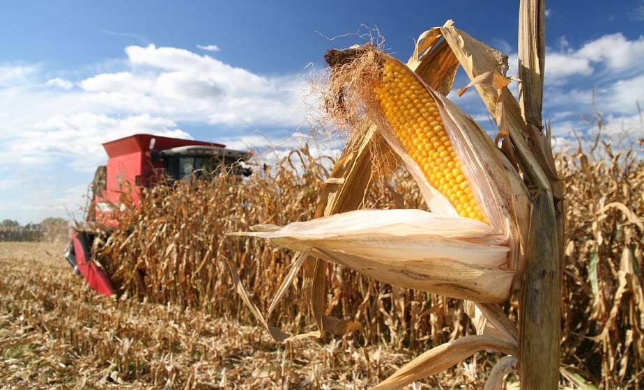 Как понять что кукуруза созрела: когда убирать урожай
