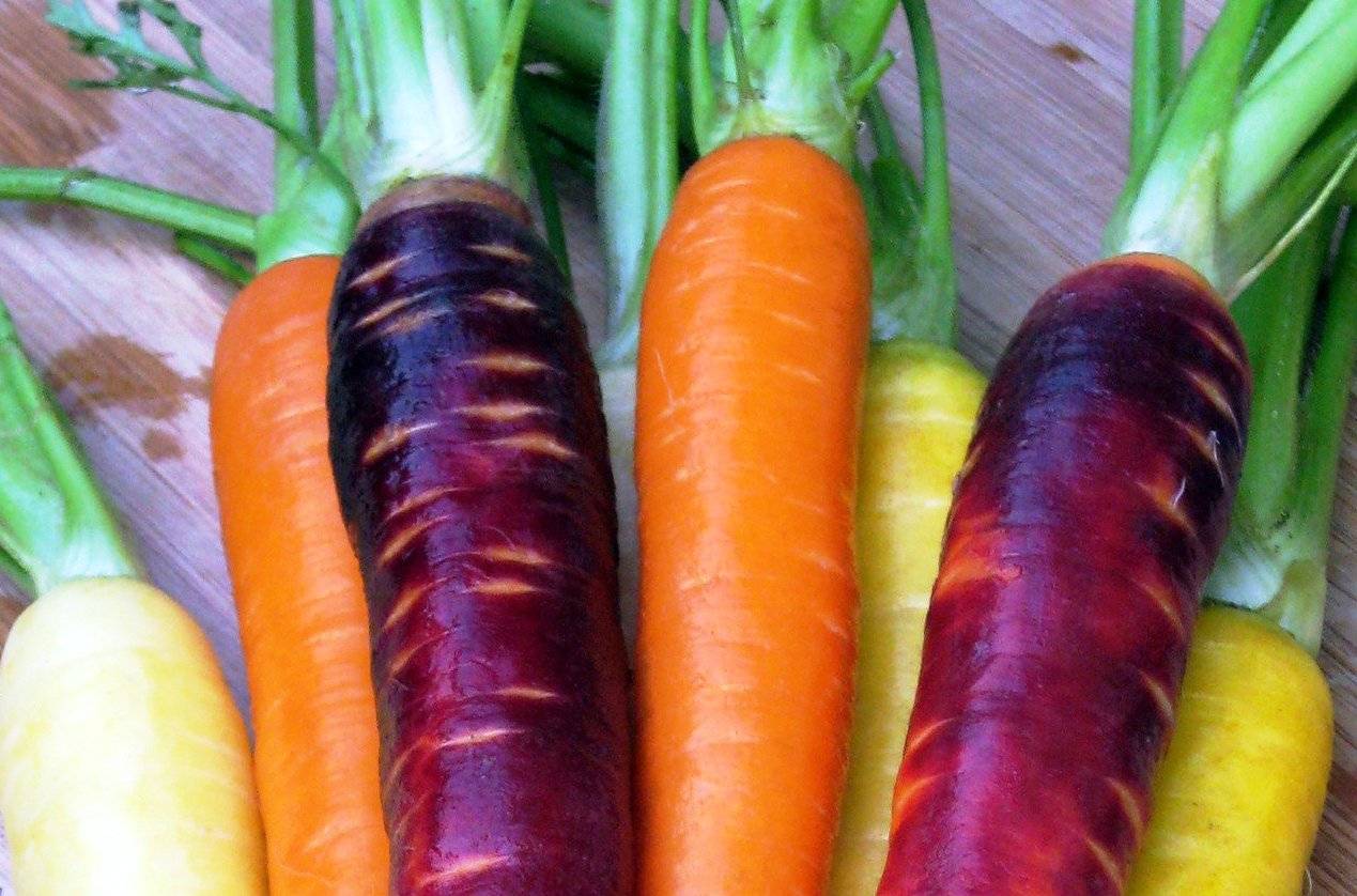 Обзор фиолетовой моркови и правил её выращивания: характеристики, свойства, методы
