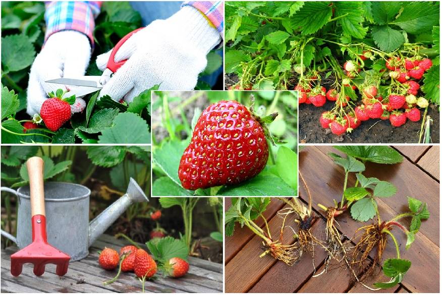 Уход за малиной летом: 5 секретов хорошего урожая от опытных садоводов