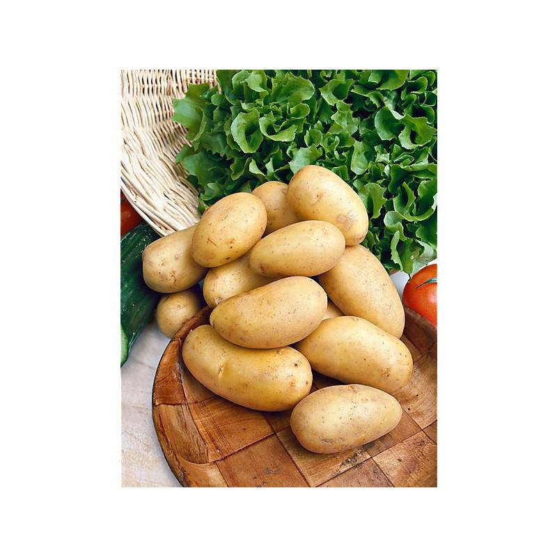 Картофель колетте – описание сорта, фото, отзывы