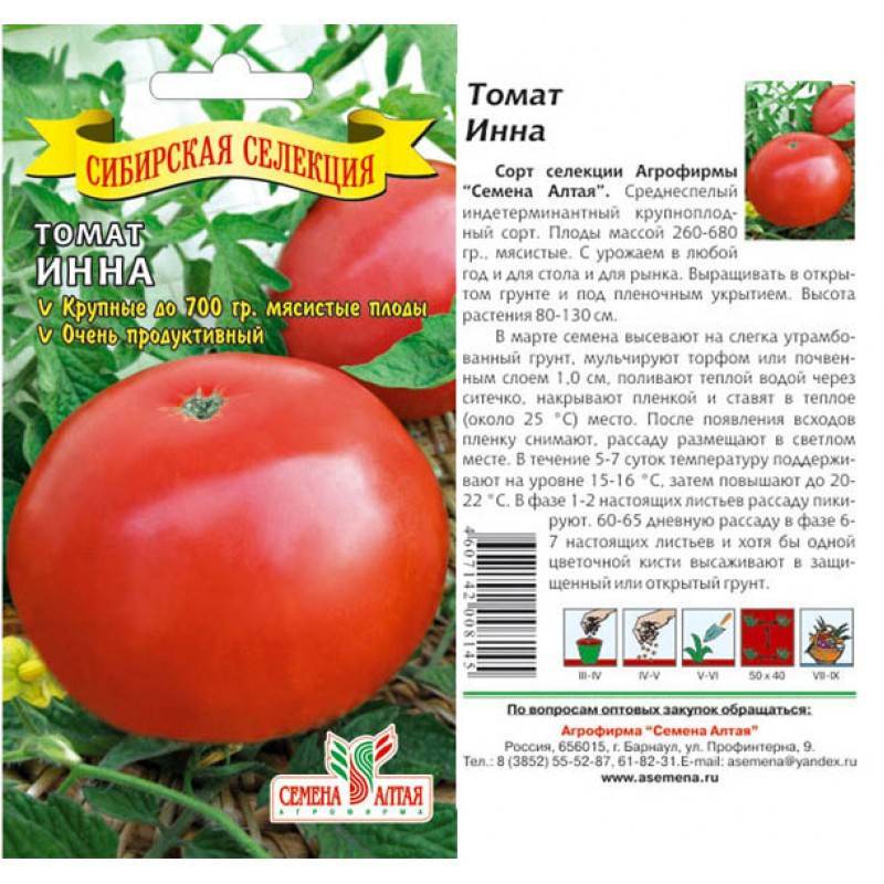 Детерминантный сорт помидоров «толстый джек»: описание, характеристика, урожайность, фото и видео