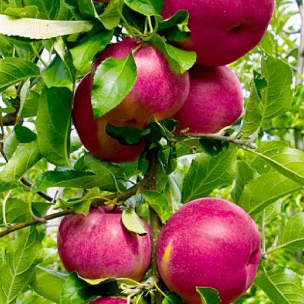 Описание и особенности выращивания сорта яблони услада