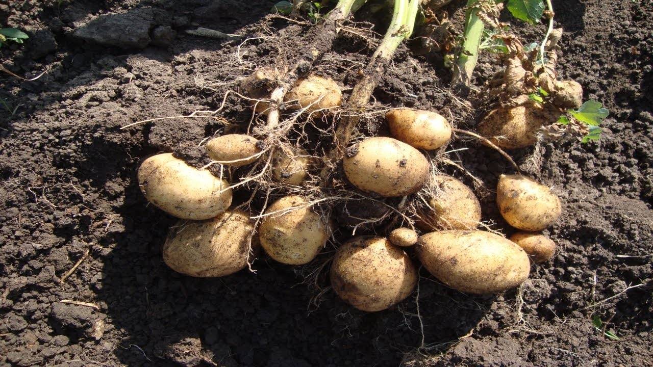 Картофель зекура: характеристика и описание сорта, отзывы, фото, урожайность