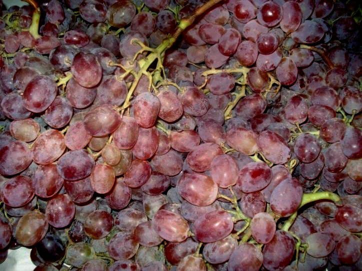 Виноград тайфи: отзывы, где растет, описание сорта, правила выращивания