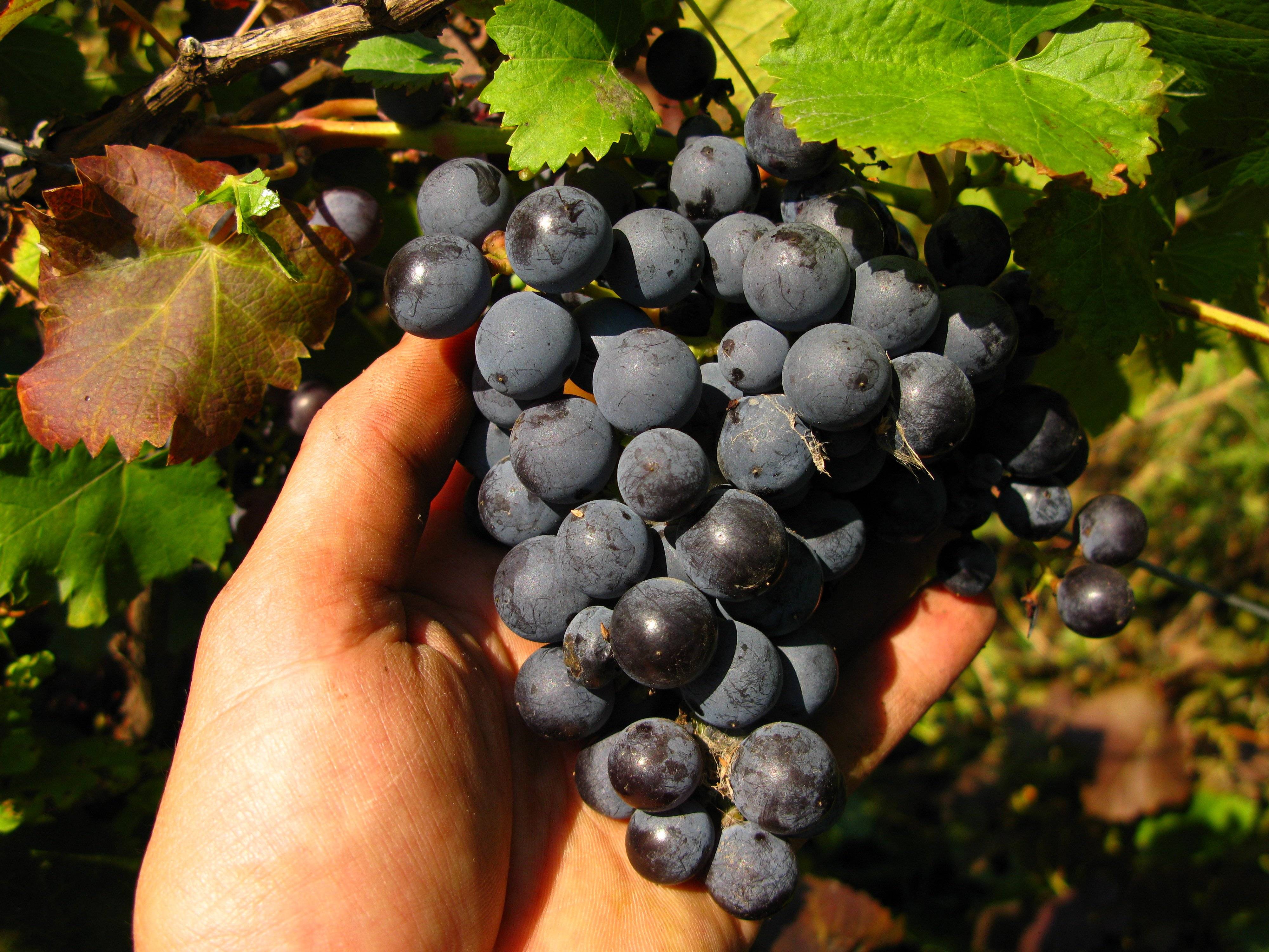 Виноград русский фиолетовый - описание сорта