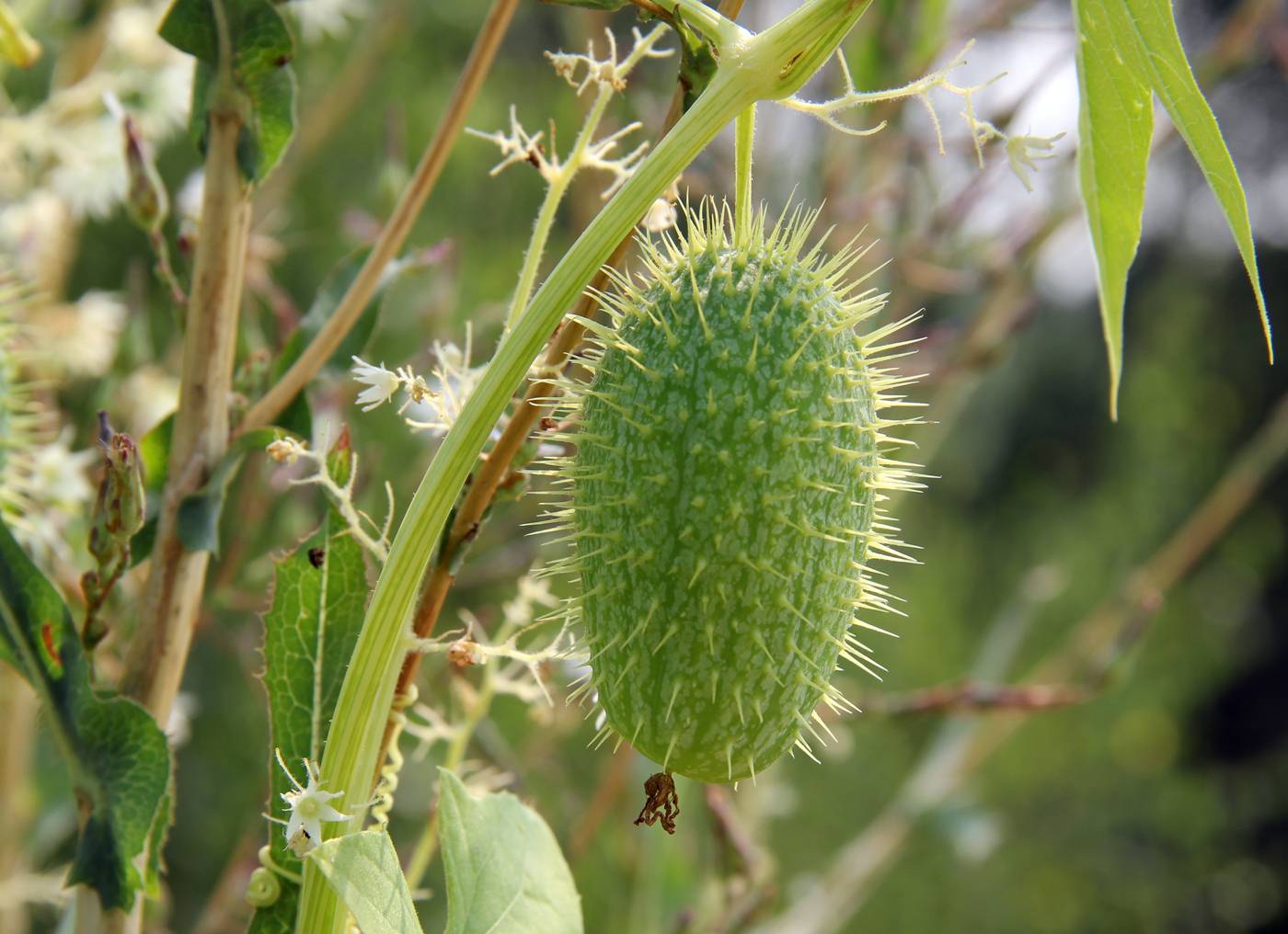 Эхиноцистис или бешеный огурец: описание растения, плоды и семена лианы