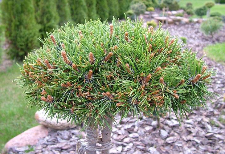 Сосна горная карликовая. Pinus mugo nerost. Сосна Горная nerost. Сосна Горная (сорт 'nerost'). Pinus mugo Lilliput.