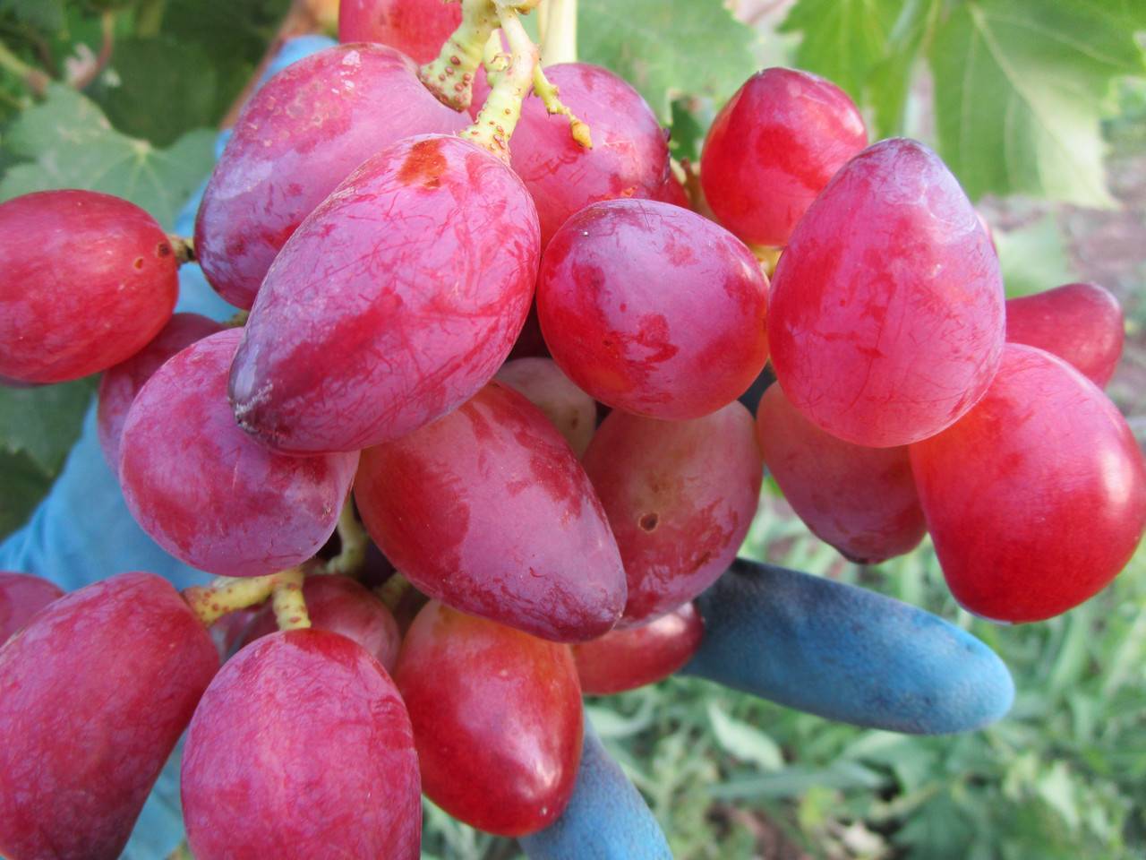 Описание и технология выращивания сорта винограда Дубовский розовый