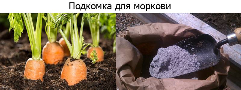 Подкормка для моркови в открытом грунте: народные средства и уход