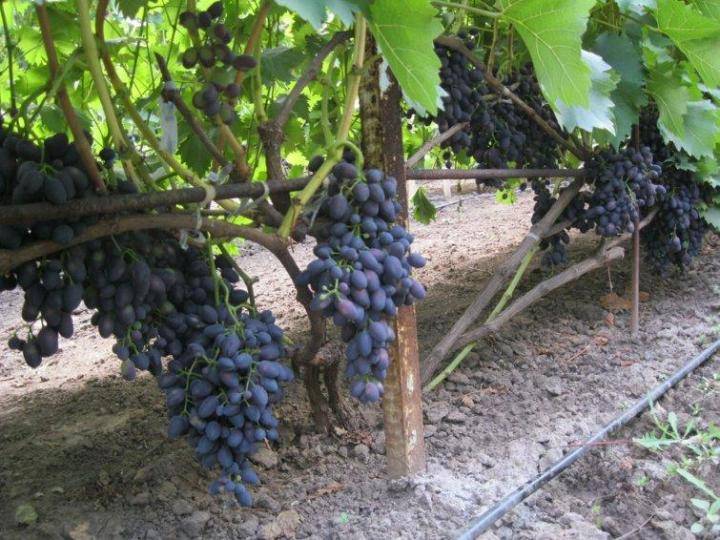 Виноград надежда азос: описание и характеристика сорта, посадка и уход