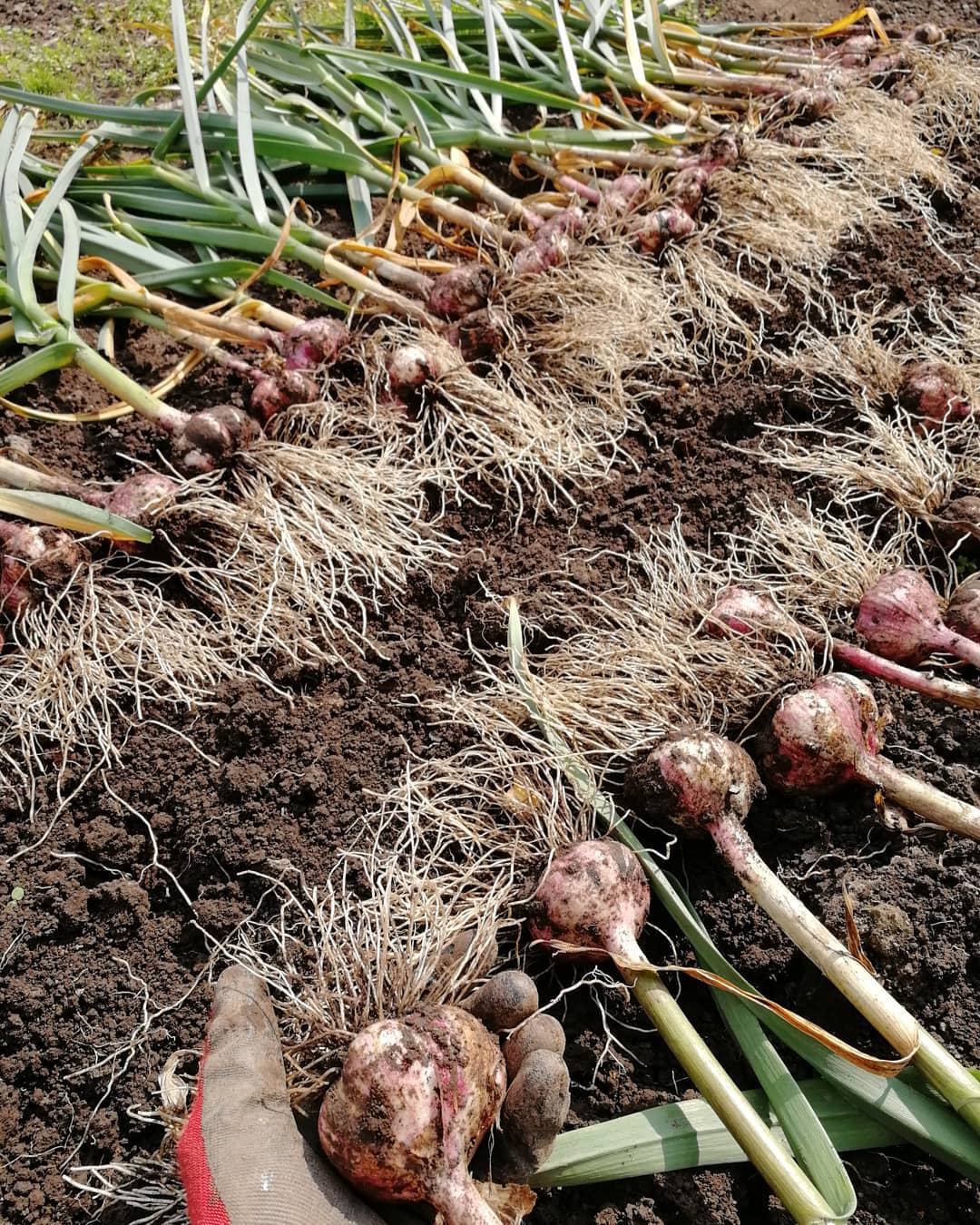 Посадка, выращивание и уход однозубкового чеснока, когда выкапывать и убирать