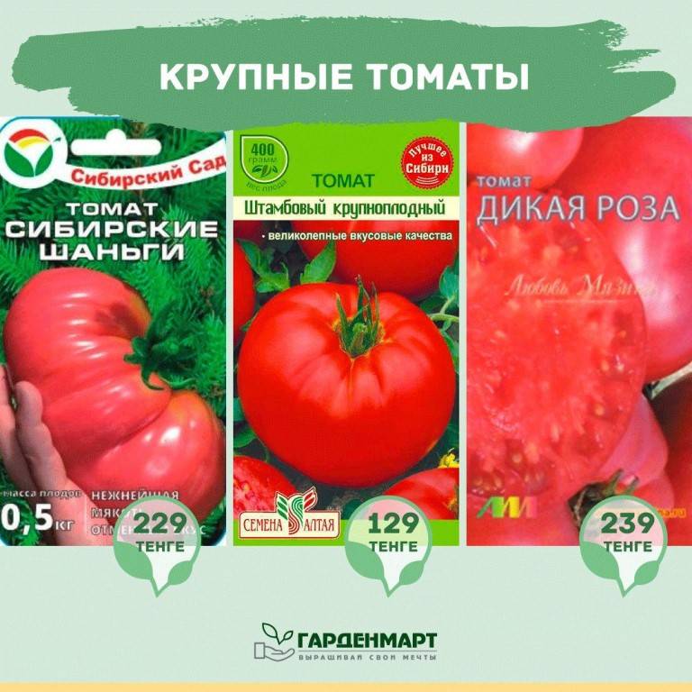 Описание гигантских томатов Сибирские шаньги и рекомендации по выращиванию сорта