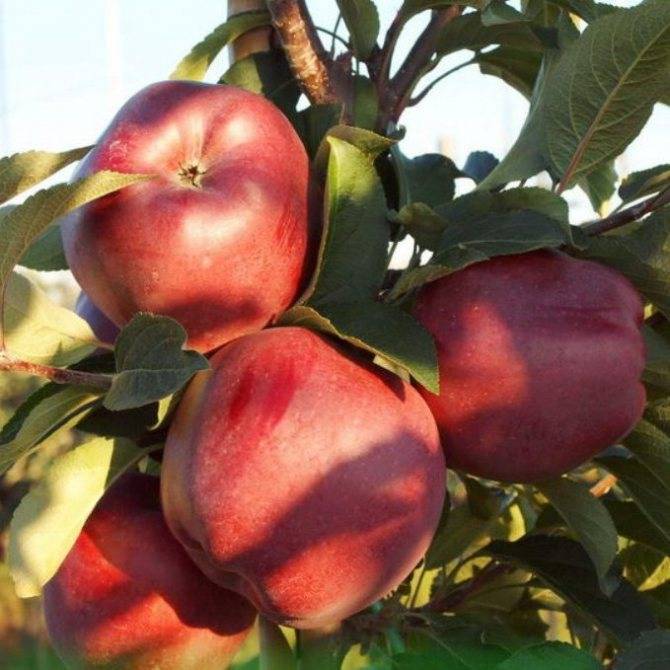 Описание и тонкости выращивания яблони сорта ред чиф