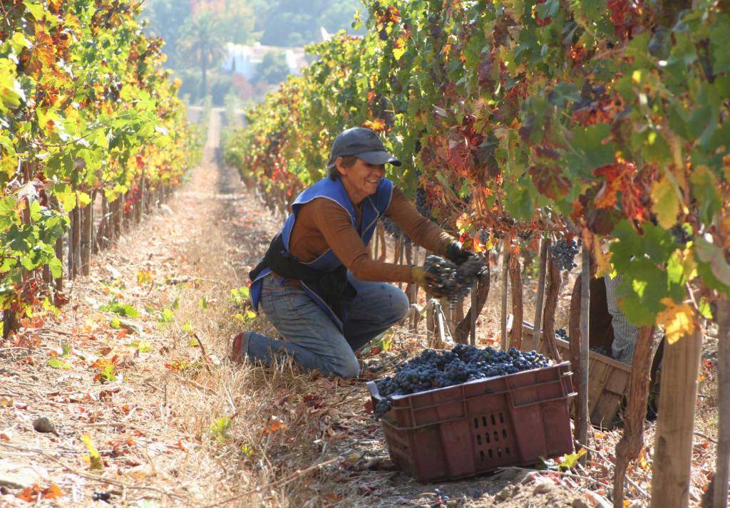 Вино карменер красное чилийское: сорт винограда, сухое, розовое, аромат, вкус, цвет, география