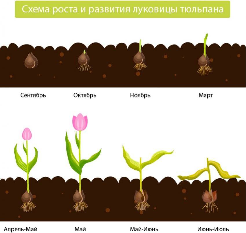 Тюльпаны: время посадки осенью, выращивание и уход в открытом грунте