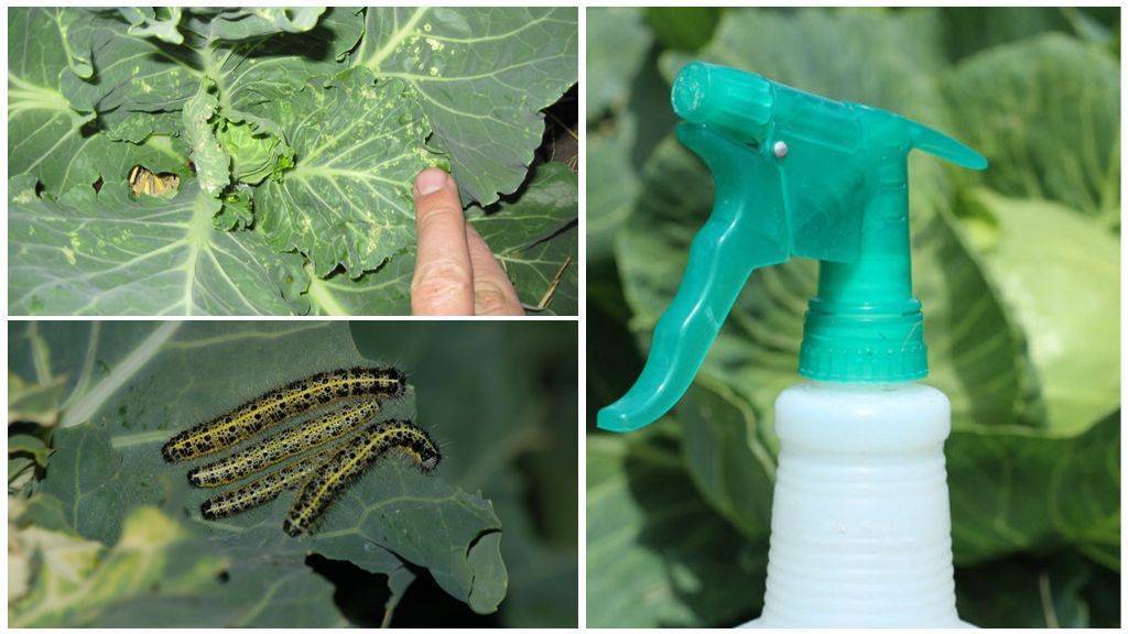Как защитить капусту от капустной совки и других гусениц