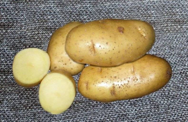 Сорт картофеля скарб: описание, характеристики и отзывы!