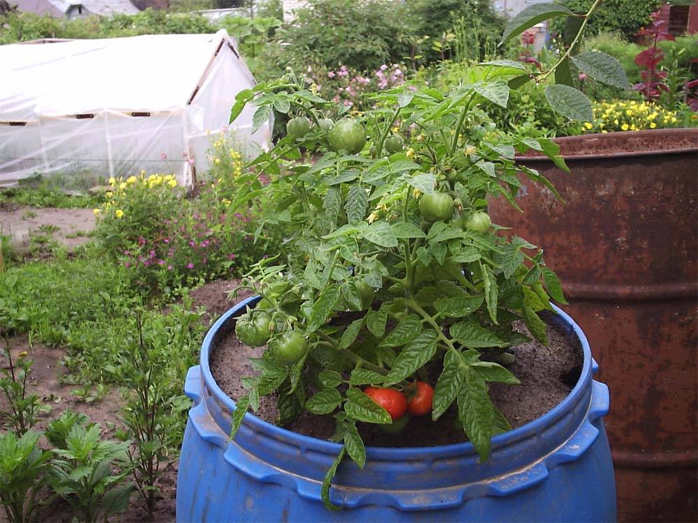 Выращивание помидоров в бочках: посадка саженцев и правила ухода за ними