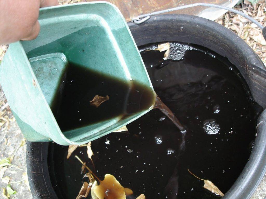 Подкормка огурцов в теплице и открытом грунте: чем подкормить для урожайности