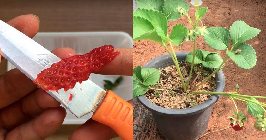 Способы, как в домашних условиях получить семена клубники из ягоды