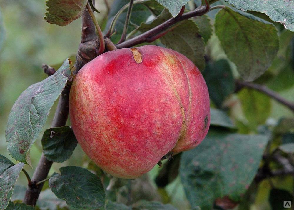 Яблоня налив розовый: описание, фото, отзывы
