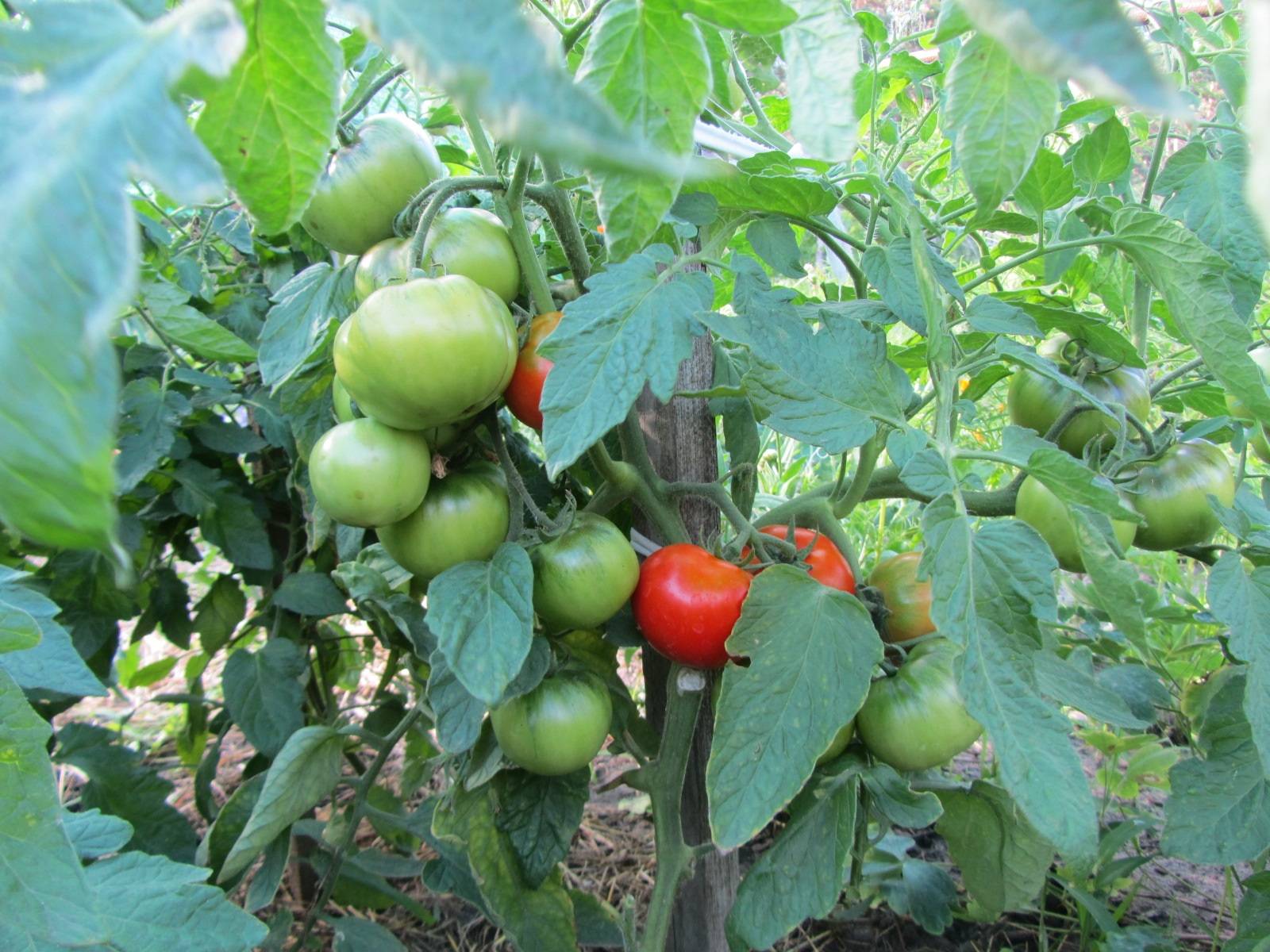 Томат жонглер f1: характеристика и описание сорта, отзывы тех кто сажал помидоры об их урожайности, видео и фото семян сады россии