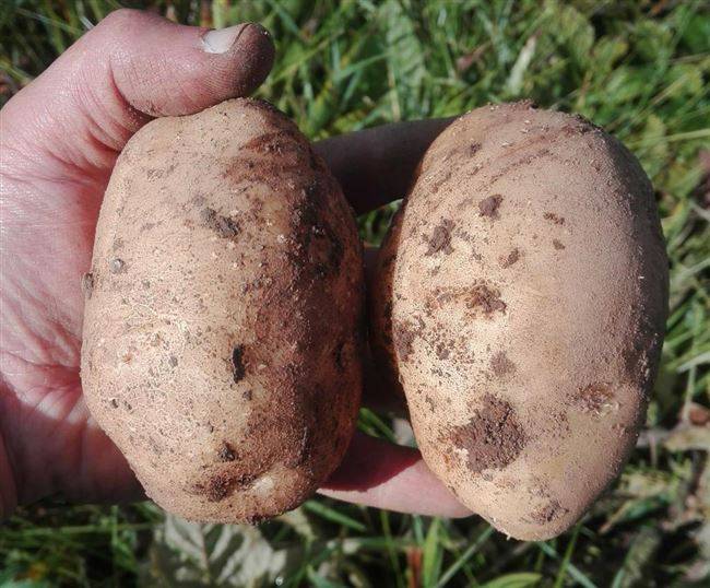 Картофель голубизна - описание сорта, фото, отзывы