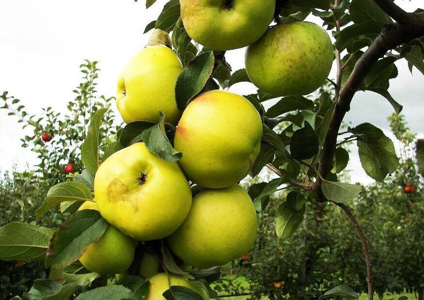 Яблоки желтые сорта фото и названия