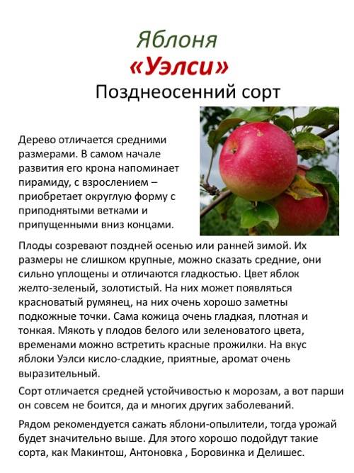 Описание яблони сорта аркадик, правила посадки и ухода