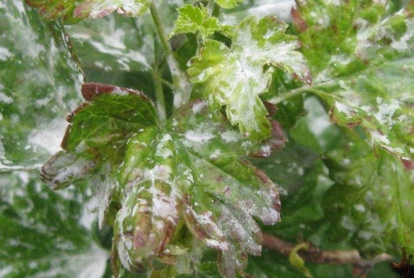 Причины и методы лечения белого налета на листья смородины