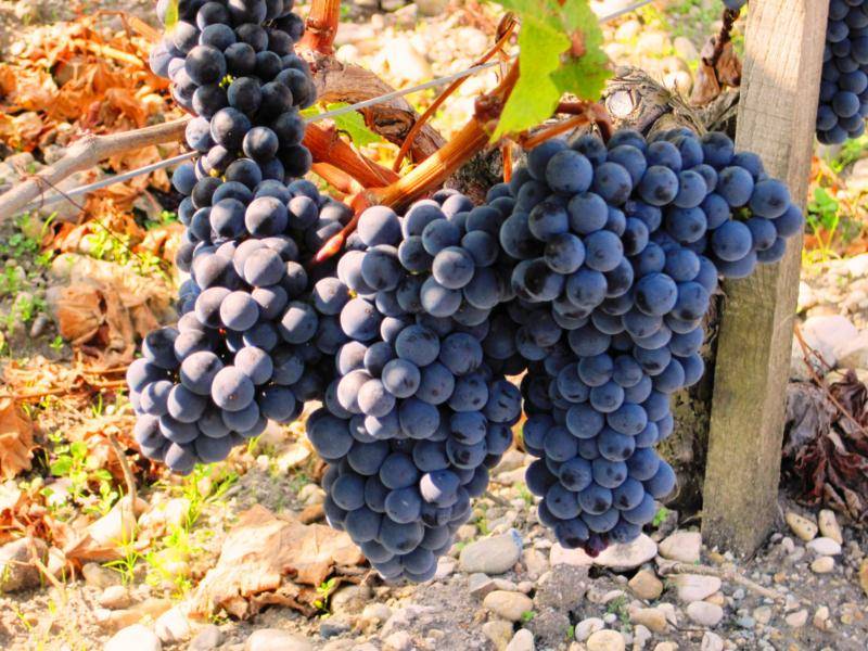 Карменер – классический технический сорт винограда