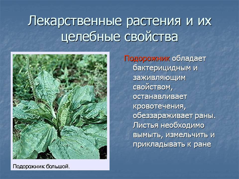 Полезное растение для человека сообщение. Лечебные растения. Полезные лекарственные растения. Лечебные растения и их свойства. Лекарственные растения и их свойства.