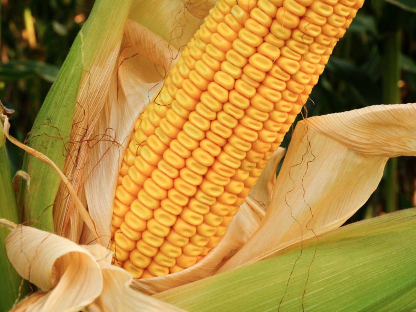 Семена кукурузы: строение семени и формирование початка, подготовка посевного материала, техника выращивания