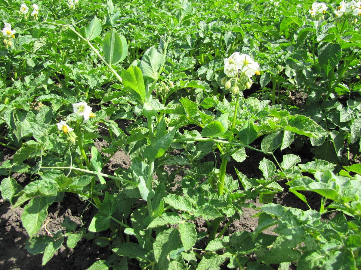 Нужно ли обрывать цветы у картофеля во время цветения для повышения урожайности, отзывы