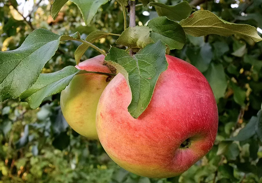 Описание сорта яблони услада