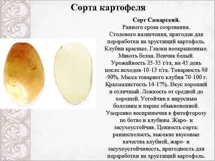Картофель удача: описание сорта, отзывы, характеристика