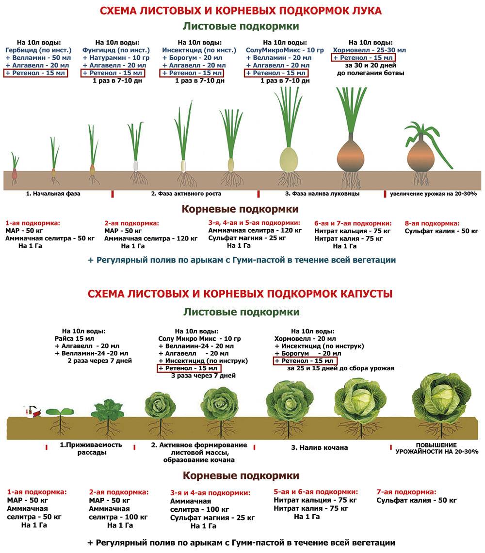Все о подкормке цветной капусты после высадки в грунт: чем подкормить для роста