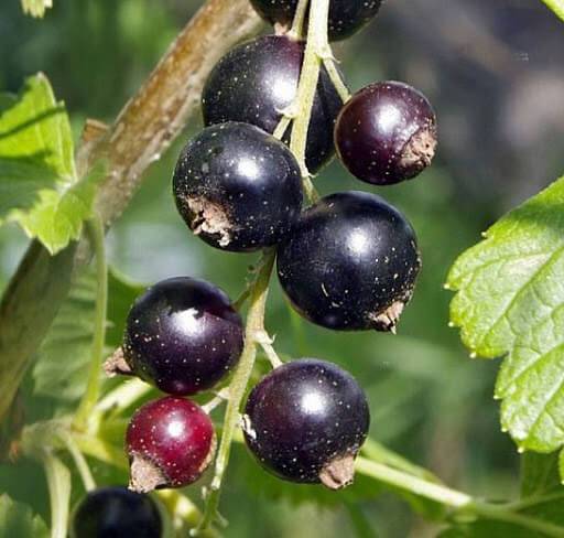 Надина - сорт растения смородина черная