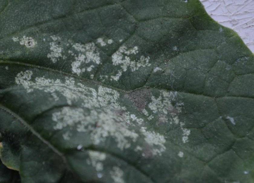 Почему на листьях огурцов появляются белые пятна
