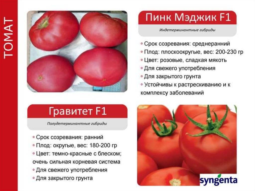 Помидоры пинк буш преимущества и агротехника выращивания томата