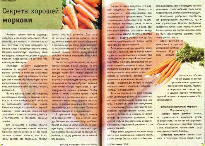Как проредить морковь правильно? :: syl.ru