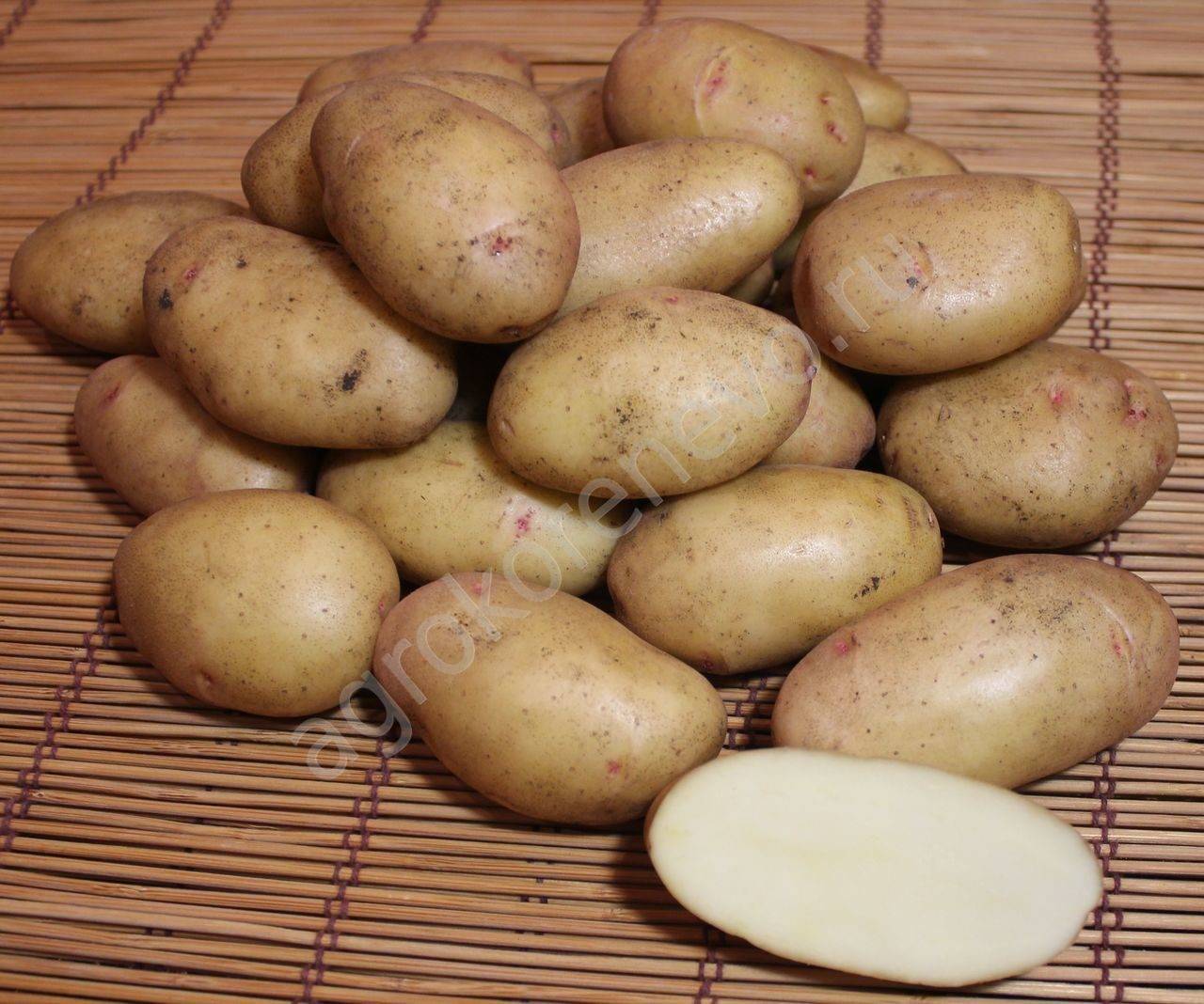 Описание сорта картофеля джелли особенности выращивания и урожайность