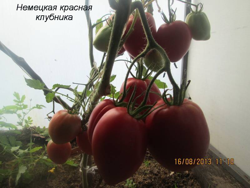 Оранжевые томаты – 27 сортов 2022 года | огородникам инфо